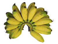 Pisang Mas