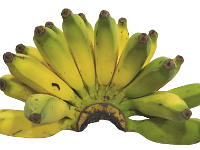 Pisang Rajah