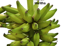 Kaveri Haritha1  Features  • It is released as a central variety for cultivation in Andhra Pradesh, Kerala, Tamil Nadu, Odisha and West Bengal. • Bears huge, cylindrical, tightly packed bunches (28-30 kg) with 10-11 hands / bunch. • Elongate fruits with pointed tip, possess good cooking characteristics.