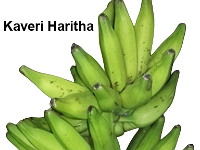 Kaveri Haritha2  Features  • It is released as a central variety for cultivation in Andhra Pradesh, Kerala, Tamil Nadu, Odisha and West Bengal. • Bears huge, cylindrical, tightly packed bunches (28-30 kg) with 10-11 hands / bunch. • Elongate fruits with pointed tip, possess good cooking characteristics.