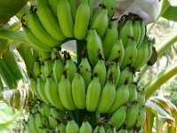 Kaveri Kalki 1  Features  • It is an exotic introduction (ITC 0659) belonging to ABB-Pisang Awak group. • It is short duration cultivar (12 months) and suitable for annual cropping system at high density planting (1050 plants/acre at 1.85mx1.85m spacing). • Dwarf statured, robust plants (2-2.4m) with short, erect leaves. • Average bunch weight is 17-20 kg with 13-15 hands and 16-8 fruits/hand.  • Reduced cost of cultivation as it needs no propping. • Fruits and flowers are highly suitable for preparing value added products like fig, chocolates and flower pickle.