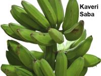 Kaveri Saba 2  Features  • It is a dual-purpose exotic introduction (ABB-Bontha) for cultivation in both plains and high altitudes. It is tolerant to drought and salinity and hence suitable for marginal cultivation and saline sodic soils (pH 8.8-9.0).  • Crop duration is 12-13 months.  • Medium statured plants (3-3.5m) with dark green, shiny leaves. • Angular bunches (26-29 kg) with 9-10 loosely packed hands/bunch and flat, dark green fruits with blunt tip and starchy pulp. • It can replace Monthan, Adukku Monthan and Vayalvazhai as it has a longer green life (7-8 days) as against Monthan (3-5 days).  • Its flour and resistant starches are used for making value added products like health and soup mixes, bakery and extruded products like pasta, noodles, etc.