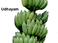 Udhayam (2)  Features  • A selection (ABB-Pisang Awak) similar to Karpuravalli.  • Crop duration is 15-16 months.  • Average bunch weight 37kg (potential yield up to 45 kg) (40% higher than Karpuravalli).  • Bunch is cylindrical with 13–15 hands and 15–20 fruits per hand. Fruits are elongate (14–16 cm).  • Fruits are less prone to damage in transit and suitable for long distance transportation. • Fruits are suitable for making value added products like banana fig, juice, wine, etc. due to high sugar content (TSS 30-320 Brix)   • Tolerant to Sigatoka leaf spot and nematodes.