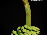 Calcutta 4  Dessert banana. Resistant to root-lesion nematode. Utilized in banana breeding program.