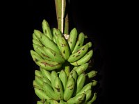 Kadali  Dessert banana. Considered sacred and offered specially in temples to Lord Ayyappan. Used for preparation of ‘Panchamirtham’.