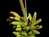 Kanai Bansi  Dessert banana. Long fruits. Used in breeding to improve fruit quality. Cold tolerant.