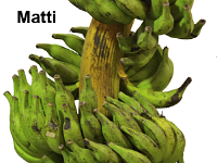 Matti 1  Dessert banana. Resistant to Fusarium wilt disease (Race 1). Fruits are resistant to shattering when ripe. Utilized in banana breeding program both as male and female parent.