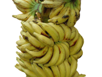 Matti 2  Dessert banana. Resistant to Fusarium wilt disease (Race 1). Fruits are resistant to shattering when ripe. Utilized in banana breeding program both as male and female parent.