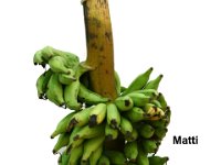 Matti  Dessert banana. Resistant to Fusarium wilt disease (Race 1). Fruits are resistant to shattering when ripe. Utilized in banana breeding program both as male and female parent.