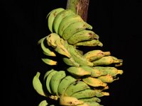 Pisang Jajee  Dessert banana. Utilized in banana breeding program.