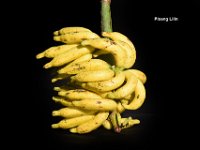 Pisang Lilin  Dessert banana. Resistant to root-lesion nematode (Pratylenchus coffeae). Utilized in banana breeding program.