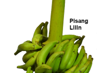 Pisang Lilin  Dessert banana. Resistant to root-lesion nematode (Pratylenchus coffeae). Utilized in banana breeding program.