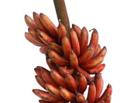 Chenkadali  Synonym – Red Banana. Dessert banana. Fruit rich in Vitamin A (> 1000µg of β carotene / 100g pulp).