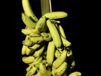 Dwarf Cavendish  Dessert banana. Popular commercial cultivar. Dwarf statured, suitable for high density planting. Highly susceptible to leaf spot disease.