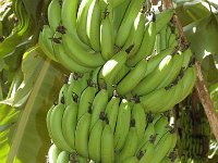 Grand Nain 1  Dessert banana. Fruit rich in calcium (140mg / 100g pulp). Commercial cultivar used for dessert and processing purposes, regarded as high value crop and used for export purposes.