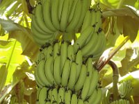 Grand Nain 2  Dessert banana. Fruit rich in calcium (140mg / 100g pulp). Commercial cultivar used for dessert and processing purposes, regarded as high value crop and used for export purposes.