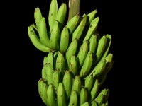 Grand Nain  Dessert banana. Fruit rich in calcium (140mg / 100g pulp). Commercial cultivar used for dessert and processing purposes, regarded as high value crop and used for export purposes.