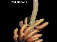 Red Banana 1  Dessert banana. Fruit rich in Vitamin A (> 1000µg of β carotene / 100g pulp).