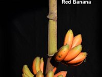 Red Banana  Red Banana - variant