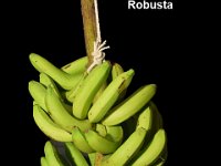 Robusta  Dessert banana. Heavy yielder. Commercially cultivated in South Indian states.