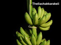 Thellachakkarakeli  Dessert banana. Popular cultivar in Andhra Pradesh.