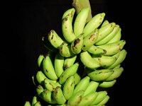 YKM 5  Dessert banana. Resistant to root-lesion nematode (Pratylenchus coffeae). Utilized in banana breeding program.