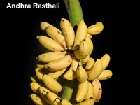 Andhra Rasthali  Dessert banana. Morphologically similar to cv. Rasthali with larger fruits having thicker skin.