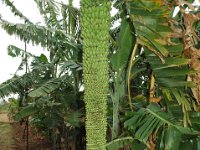 Ayirankai Rasthali  Synonym. Pisang Seribu, Thousand fruited banana.  Rasthali type with very long bunches and more number of fruits, not commercially cultivated. Fruits are smaller towards the terminal end. Male phase absent, if the plants grow under stress, male phase is produced.