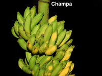 Champa  Dessert banana. Synonym of cv. Poovan.