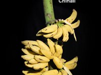 Chinali  Dessert banana. Fruit is very sweet with good aroma.