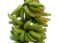 Chingan  Dessert banana (Pome subgroup) with long fruits. Cultivated in southern parts of Tamil Nadu and Kerala.