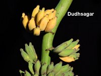 Dudhsagar 1  Dessert banana. Maintained in backyard for its quality fruits and freeness from major biotic and abiotic stresses. Immune to Fusarium wilt (race 1) and leaf spot diseases.