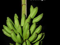 Dudhsagar 2  Dessert banana. Maintained in backyard for its quality fruits and freeness from major biotic and abiotic stresses. Immune to Fusarium wilt (race 1) and leaf spot diseases.