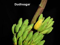 Dudhsagar  Dessert banana. Maintained in backyard for its quality fruits and freeness from major biotic and abiotic stresses. Immune to Fusarium wilt (race 1) and leaf spot diseases.