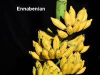 Ennabenian  Dessert banana belonging to Pome subgroup. Tall and robust plants with sweet and slightly sour fruits.