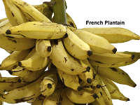 French Plantain  Cooking banana, a relative of Nendran.