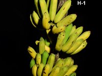 H-1  Hybrid developed at BRS, Kerala, with the parentage of Agniswar and Pisang Lilin. Immune to Sigatoka leaf spot diseases