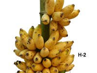 H-2 (AAB)  Hybrid (Parentage: Vannan (AAB) x Pisang Lilin (AA)) from BRS Kannara. Bunches conical. Tolerant to Sigatoka leaf spot disease.