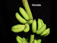 Honda  Dessert banana, Silk type. Fruit is sweet with thick peel.