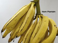 Horn Plantain1  Culinary banana. Morphologically similar to Nendran, but differs by the absence of male phase, bunch shape and fruit tip and produces only 1-3 hands / bunch. This is suitable for making chips and flour for children. It is susceptible to nematodes and weevils.