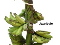 Jawaribale  Dessert banana. Pome type. Shorter plant. Crop duration is 9-10 months. Fruits are very tasty.