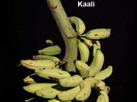 Kaali  Dessert banana. Ecotype of cv. Virupakshi