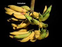 Kalieathan  Dessert banana. Belongs to Plantain subgroup. Medium tall plant. Highly resistant to Foc race 1.