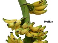 Kullan  Dessert banana, Pome type. Short statured, of 9-10 months duration. Fruits are very tasty. A backyard cultivar, now under commercial cultivation in North Karnataka.