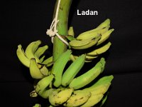 Ladan  Dessert banana (Pome subgroup). Suitable for high altitudes. Long fruits with tasty pulp