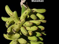 Malaikali  Dessert banana. Ecotype of cv. Virupakshi.