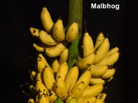 Malbhog  Dessert banana. Synonym of cv. Rasthali.