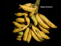 Manjari Nendran  Cooking banana. Morphologically similar to Nendran. Suitable for making banana chips and banana flour for children.