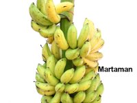 Martaman 1  Dessert banana. Synonym of cv. Rasthali. Medium tall statured. Fruits are bigger in size and tasty.