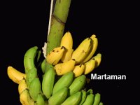 Martaman  Dessert banana. Synonym of cv. Rasthali. Medium tall statured. Fruits are bigger in size and tasty.